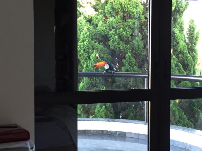 Casa à venda Condominio Fazenda São Joaquim com 435m² e 4 quartos por R$ 2.500.000 - 54537214-whatsapp-image-2021-02-23-at-14.jpeg