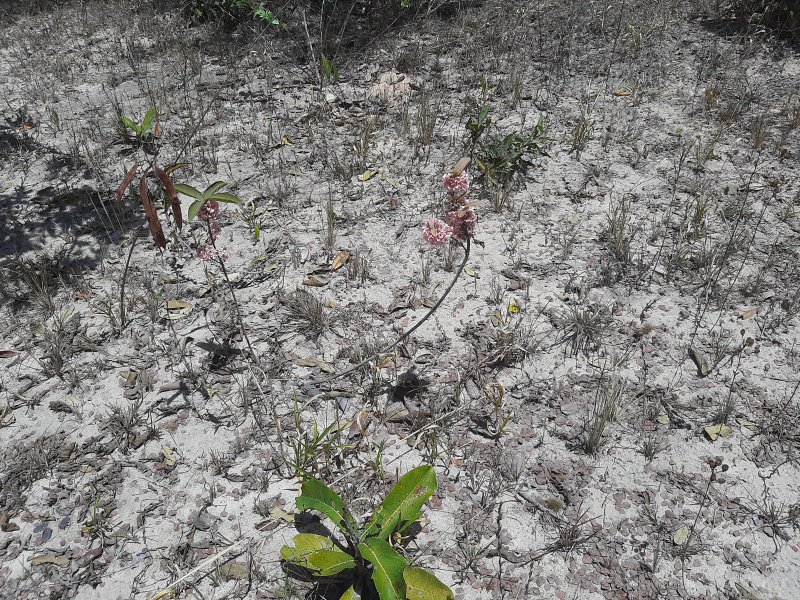 Terreno à venda Melo Viana com 300m² e  quartos por R$ 40.000 - 758290504-20200925-114120.jpg