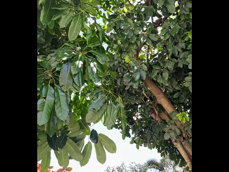 Apartamento à venda Vila Jaraguá com 50m² e 2 quartos por R$ 240.000 - 877519198-apto-41.jpg