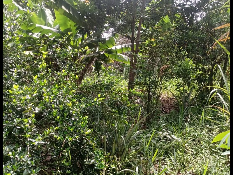 Chácara à venda Estância São Francisco com 1200m² e 1 quarto por R$ 80.000 - 1255136717-whatsapp-image-2021-02-28-at-17.jpeg
