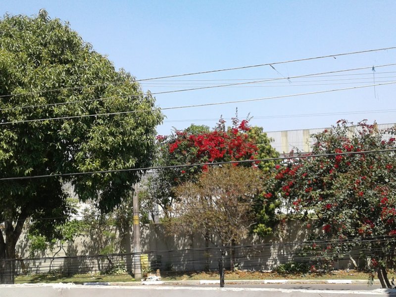 Casa à venda Jardim Maia com 45m² e 1 quarto por R$ 150.000 - 271442033-ae15bb19-cb5f-4a05-857f-a383e643f087.jpeg