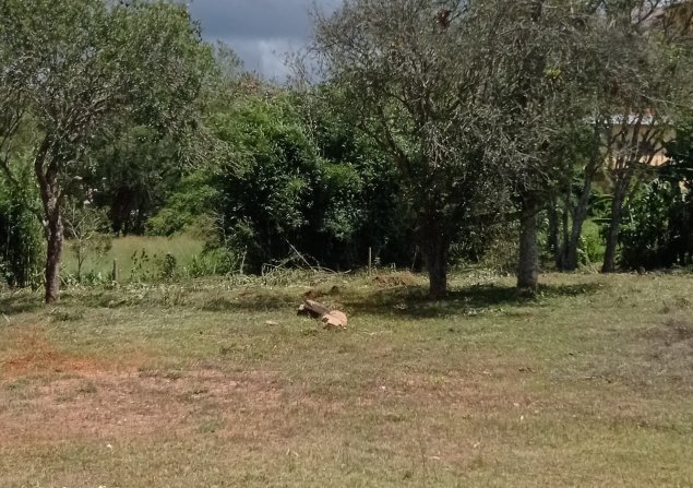 imóvel com 250m²