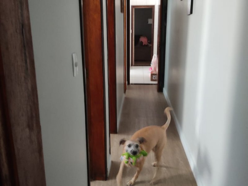 Casa à venda Residencial Bosque dos Ipes com 81m² e 3 quartos por R$ 440.000 - 251803477-whatsapp-image-2021-02-21-at-13.jpeg