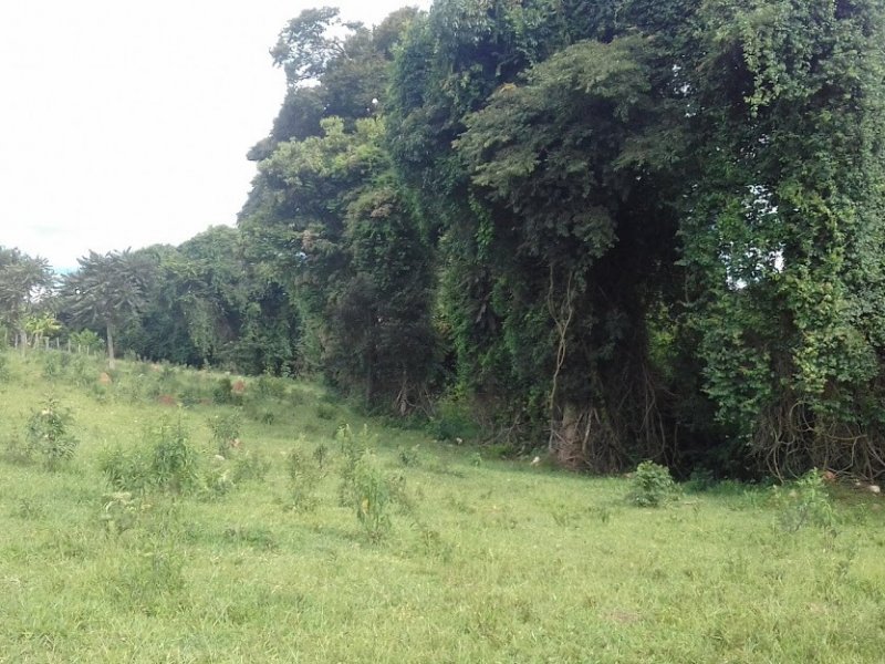 Sítio à venda Campos Elíseos com 217800m² e 1 quarto por R$ 1.700.000 - 436486146-20210215-155620.jpg