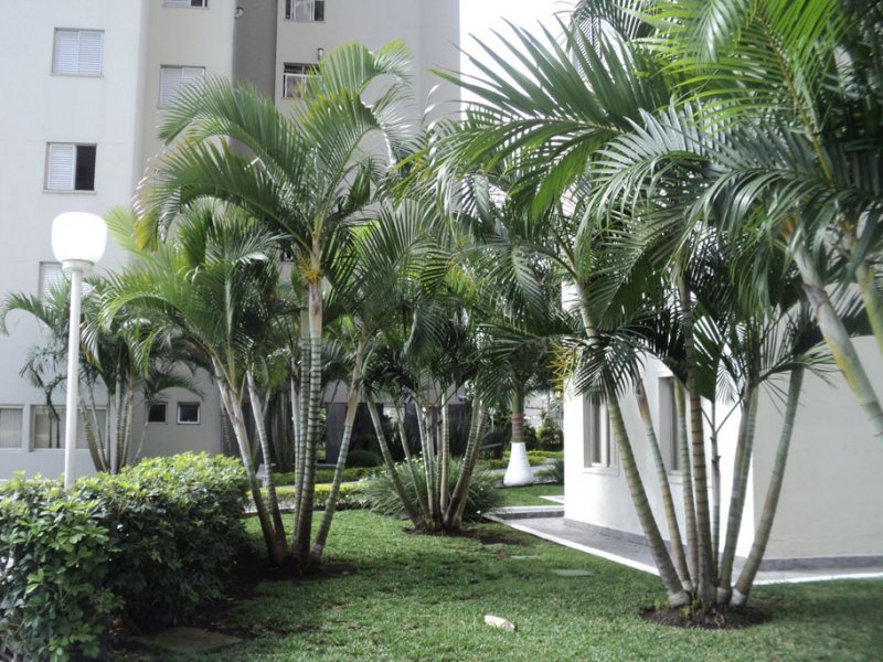 Apartamento à venda Vila Emir com 72m² e 3 quartos por R$ 490.000 - 1147016273-jardim3.jpg