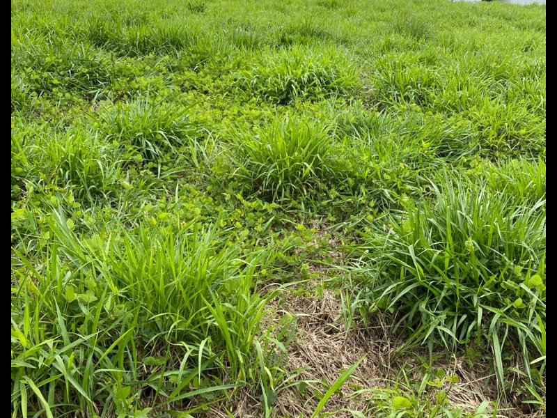 Terreno à venda Angicos com 528m² e  quartos por R$ 350.000 - 1957339538-whatsapp-image-2021-03-24-at-20.jpeg