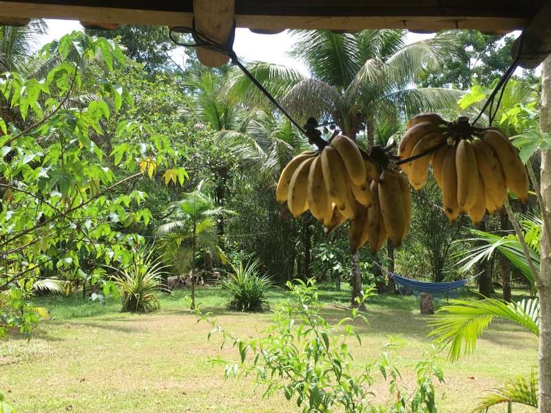 Terreno à venda 11 quilômetros de Paraty entrada para Cunha  com 1000m² e 1 quarto por R$ 190.000 - 960696237-874b9047-d99c-43c7-b04a-29397e2222db.jpeg