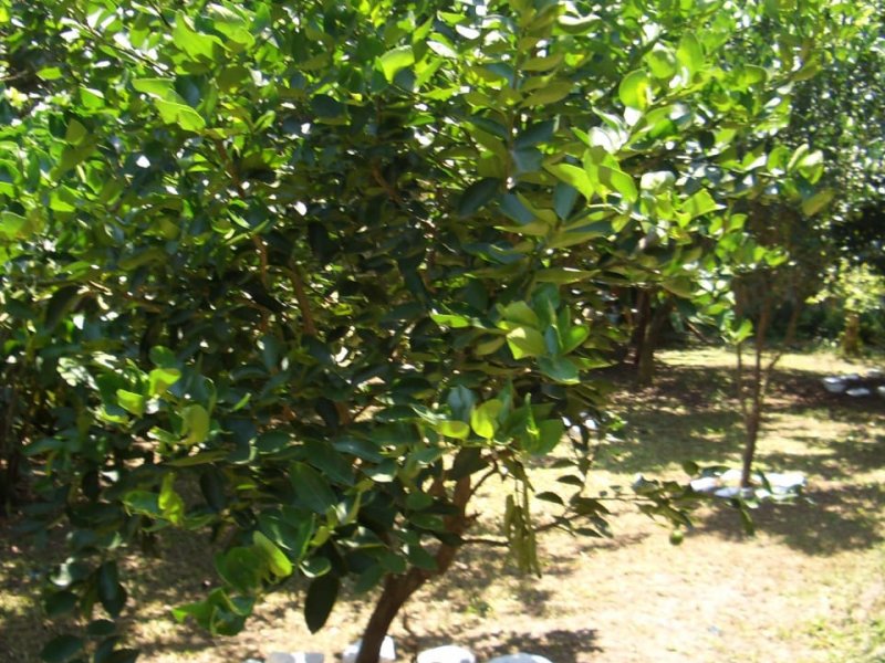 Casa à venda Jardim Imperador com 490m² e 3 quartos por R$ 850.000 - 985551284-whatsapp-image-2021-01-27-at-16.jpeg