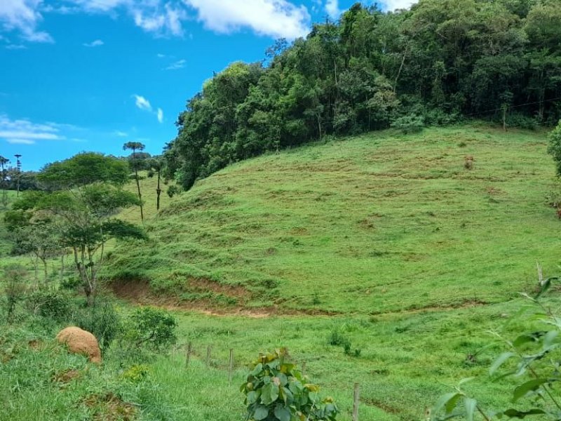 Sítio à venda Centro com 196000m² e 3 quartos por R$ 730.000 - 1296163316-4c968372-8664-436a-b2b0-dcd3151096b4.jpg