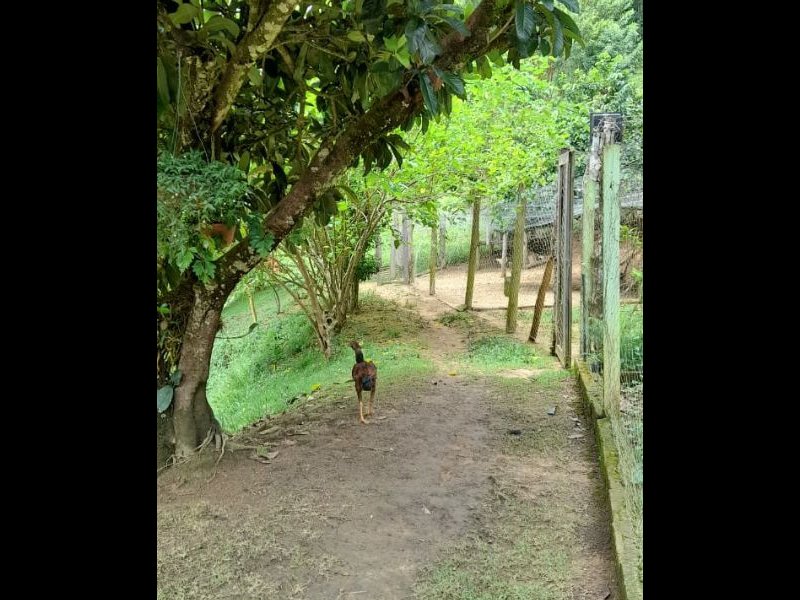 Sítio à venda Centro com 196000m² e 3 quartos por R$ 730.000 - 1939769471-9ace7bc2-9827-4046-b1e7-700f7828197a.jpg