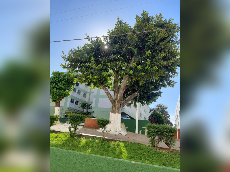imóvel com 65m² - Jardim Paulicéia - Campinas