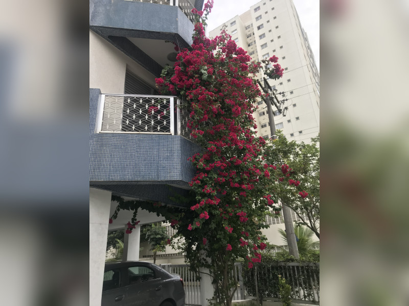 imóvel com 50m² - Jardim Las Palmas - Guarujá