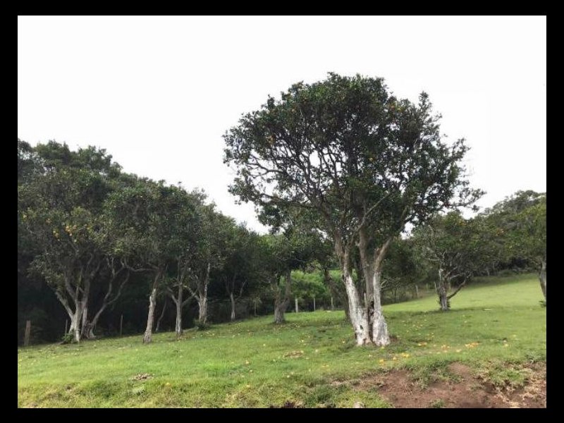 imóvel com 48000m² - Centro - Viamao