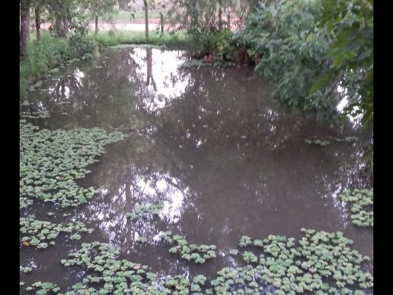 Sítio à venda Centro com 5000m² e 4 quartos por R$ 700.000 - 1680121889-inbound1962534291.jpg