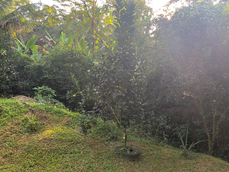 Sítio à venda Centro com 6000m² e 2 quartos por R$ 300.000 - 1051799981-d8538bde-388a-4a46-a623-269a9bacd28c.jpeg