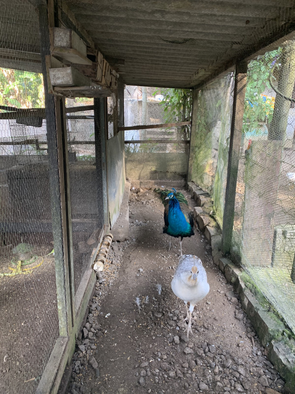 Sítio à venda Centro com 6000m² e 2 quartos por R$ 300.000 - 1467485139-4741502f-8a96-42ee-bcc4-36b63413fbd1.jpeg