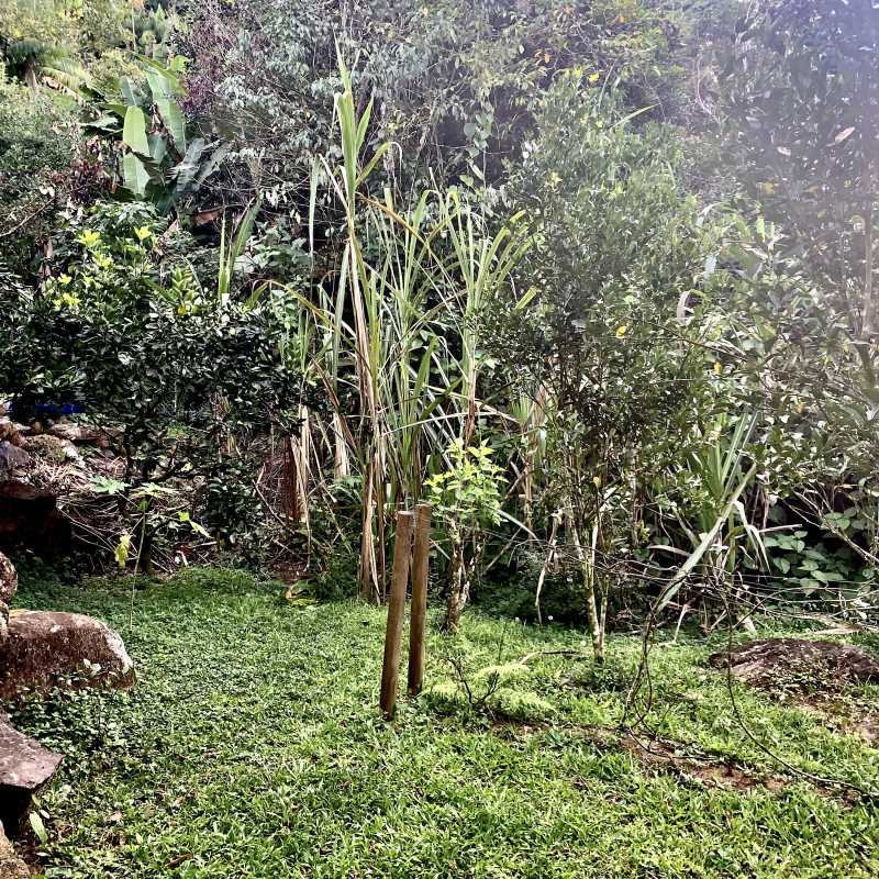 Sítio à venda Centro com 6000m² e 2 quartos por R$ 300.000 - 1629425699-363c0856-2c91-439a-829d-4f662023ab5b.jpeg