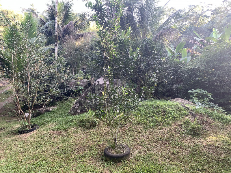 Sítio à venda Centro com 6000m² e 2 quartos por R$ 300.000 - 451466630-131a6105-9022-43f5-a5d8-ac9fec35ec07.jpeg