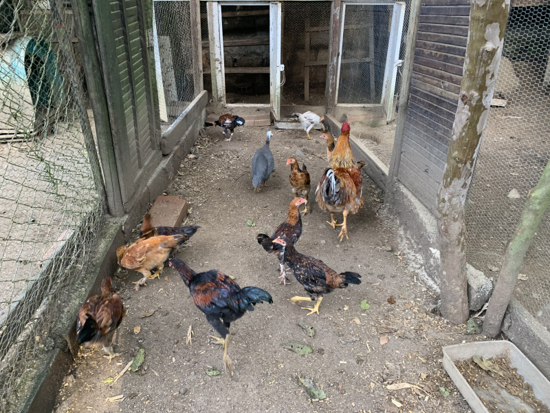 Sítio à venda Centro com 6000m² e 2 quartos por R$ 300.000 - 537513091-bbacabe9-cb4b-4ef7-a6c4-03fb5e9f94cc.jpeg