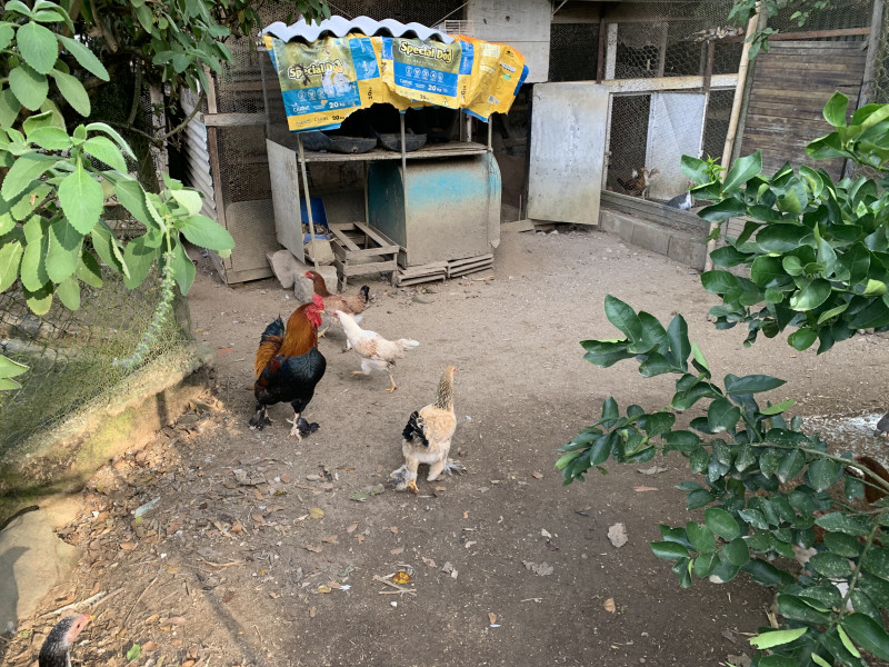 Sítio à venda Centro com 6000m² e 2 quartos por R$ 300.000 - 971434503-d9c8bd4e-1e79-4281-b12c-2c88ae4d7666.jpeg