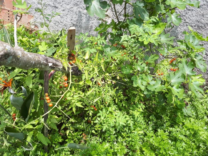 Casa à venda Chácaras Rio-Petrópolis com 546m² e 2 quartos por R$ 380.000 - 2059497871-img-20191012-wa0010.jpg