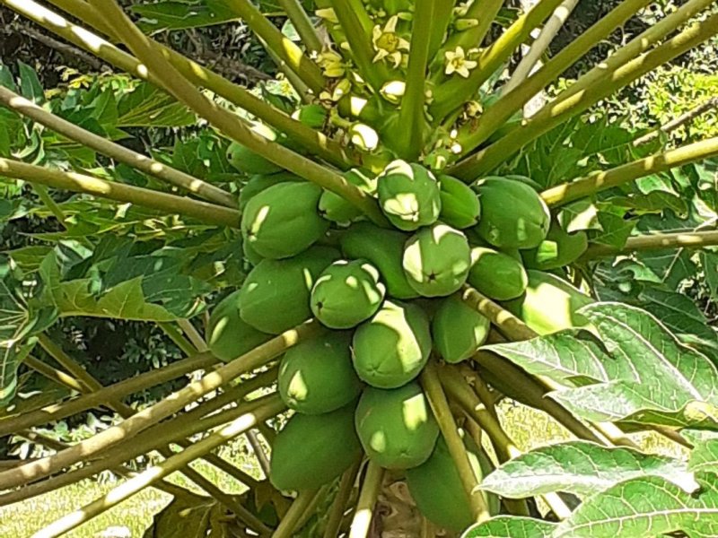 Chácara à venda Parque dos Cafezais II com 1000m² e 3 quartos por R$ 950.000 - 1677897480-8e8df1e3-9916-44e7-90d6-74c3120a0d2f.jpg