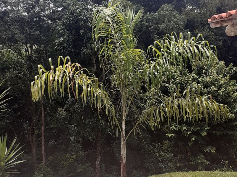 Chácara à venda Parque dos Cafezais II com 1000m² e 3 quartos por R$ 950.000 - 169310531-8973f670-4f3d-49d5-a2be-2dc328570ab8.jpg