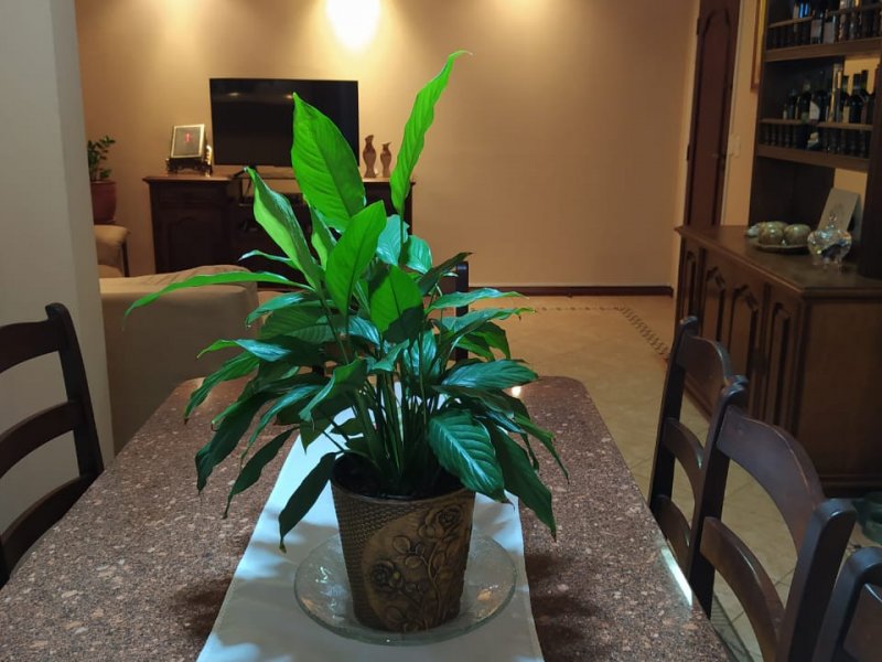 Apartamento à venda Bela Vista com 100m² e 3 quartos por R$ 340.000 - 2038801169-img-20210320-wa0177.jpg