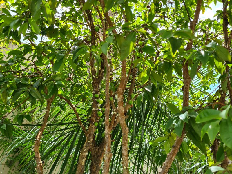 Apartamento à venda Jardim Amaralina com 52m² e 2 quartos por R$ 265.000 - 123141436-f46.jpg