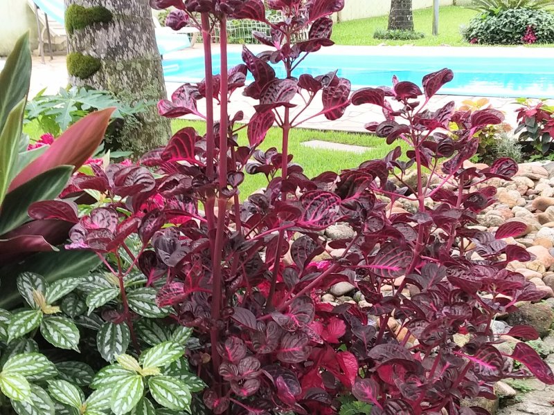 Casa à venda Boa Vista com 190m² e 4 quartos por R$ 800.000 - 943808970-img-20210121-1027022.jpg