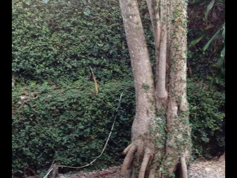 Casa à venda Jardim Nomura com 300m² e 7 quartos por R$ 980.000 - 93183527-screenshot-20210621-0831112.png