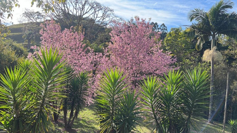 Chácara à venda Jardim Nova Terra (Nova Veneza) com 9700m² e 3 quartos por R$ 850.000 - 150217580-img-5785.jpeg