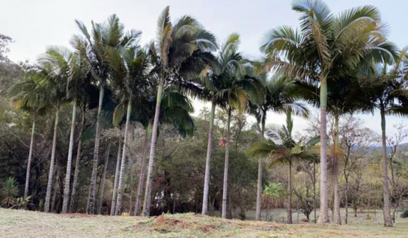 Chácara à venda Jardim Nova Terra (Nova Veneza) com 9700m² e 3 quartos por R$ 850.000 - 554566605-img-5724.jpeg