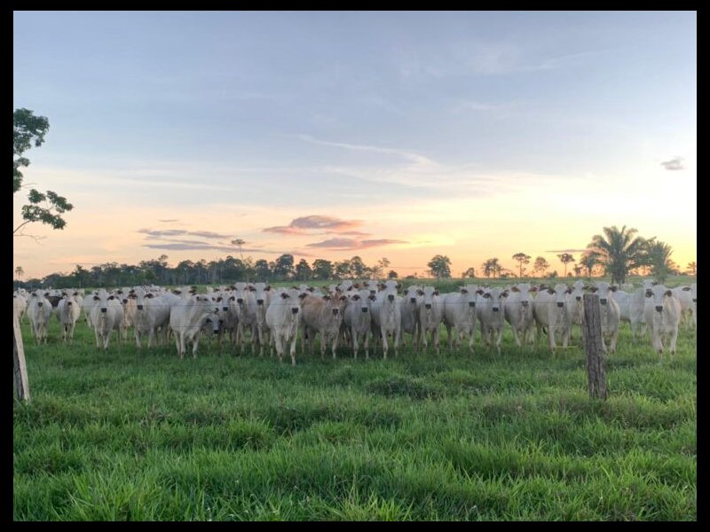 Terreno à venda Centro com 250000m² e 1 quarto por R$ 50.000 - 1824321413-plantel-de-matrizes-fazenda-montozo-acrelandia-acre-770x576-1.jpeg