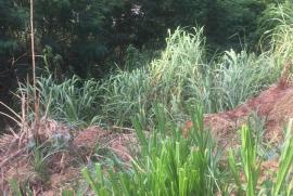 Chácara à venda Terras da Capela de Santo Antonio com 905m² - 3 dormitórios -  vagas - R$ 150.000 - 537948044-ee35ba60-aa3f-449b-87c8-0d6b1dc8039f.jpeg