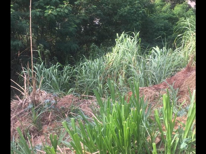 Chácara à venda Terras da Capela de Santo Antonio com 905m² e 3 quartos por R$ 150.000 - 537948044-ee35ba60-aa3f-449b-87c8-0d6b1dc8039f.jpeg