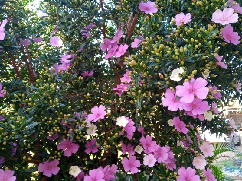 Chácara à venda Mato Dentro com 500m² e 2 quartos por R$ 350.000 - 1721588103-inbound2676227411184681291.jpg