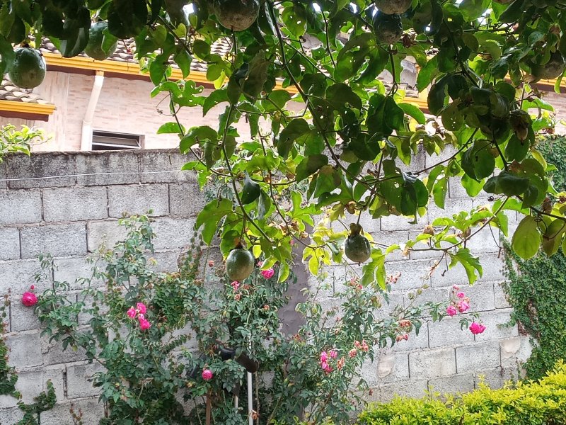 Chácara à venda Mato Dentro com 500m² e 2 quartos por R$ 350.000 - 497123800-inbound3472385513704815467.jpg