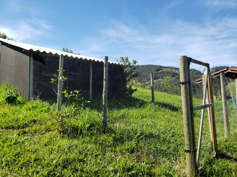 Sítio à venda CENTRO com 24000m² e 3 quartos por R$ 850.000 - 503562025-18-galinheiro-grande.jpeg