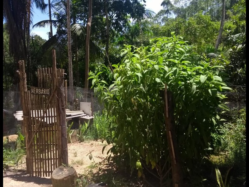 Sítio à venda Centro com 10000m² e 5 quartos por R$ 150.000 - 2123766366-whatsapp-image-2021-02-10-at-17.jpeg