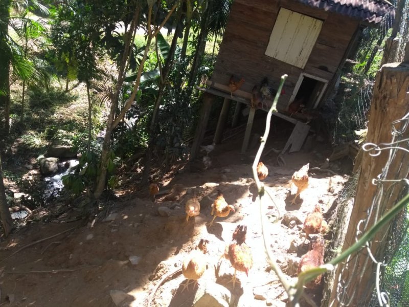 Sítio à venda Centro com 10000m² e 5 quartos por R$ 150.000 - 674781176-whatsapp-image-2021-02-10-at-17.jpeg