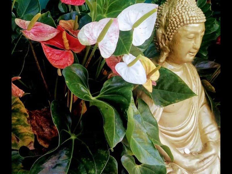 Comercial à venda Centro com 336m² e 1 quarto por R$ 1.200.000 - 1979294628-fb-img-1563813105412.jpg