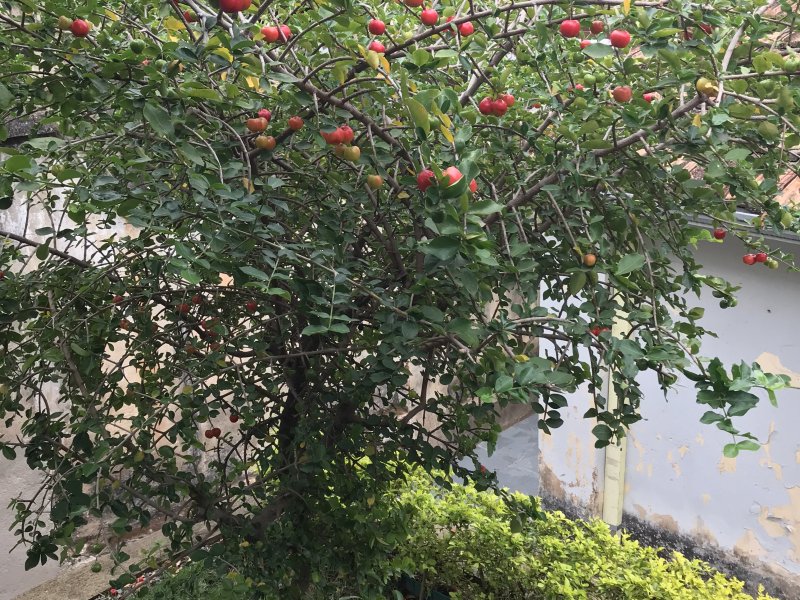 Casa à venda Sagrada Família com 300m² e 4 quartos por R$ 850.000 - 1053642891-e5c3c832-0cbf-44c8-9759-810026b53213.jpeg