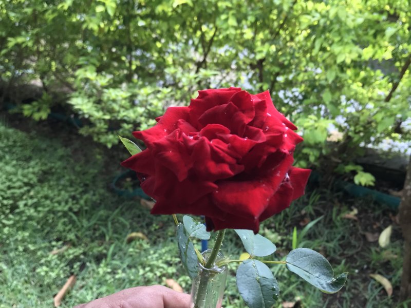 Casa à venda Sagrada Família com 300m² e 4 quartos por R$ 850.000 - 1712624703-cbd0aa40-76b3-4a98-9d6c-e46f84fb492c.jpeg