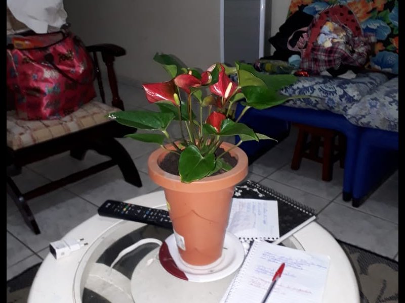 Casa à venda Vila Atlantica com 80m² e 2 quartos por R$ 30.000.000 - 124594797-img-20210114-wa0027.jpg