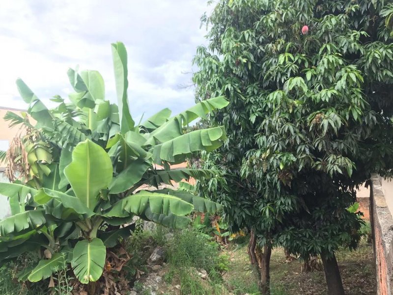 Terreno à venda Jardim Florence com 250m² e 1 quarto por R$ 136.000 - 508658366-foto-3.jpeg