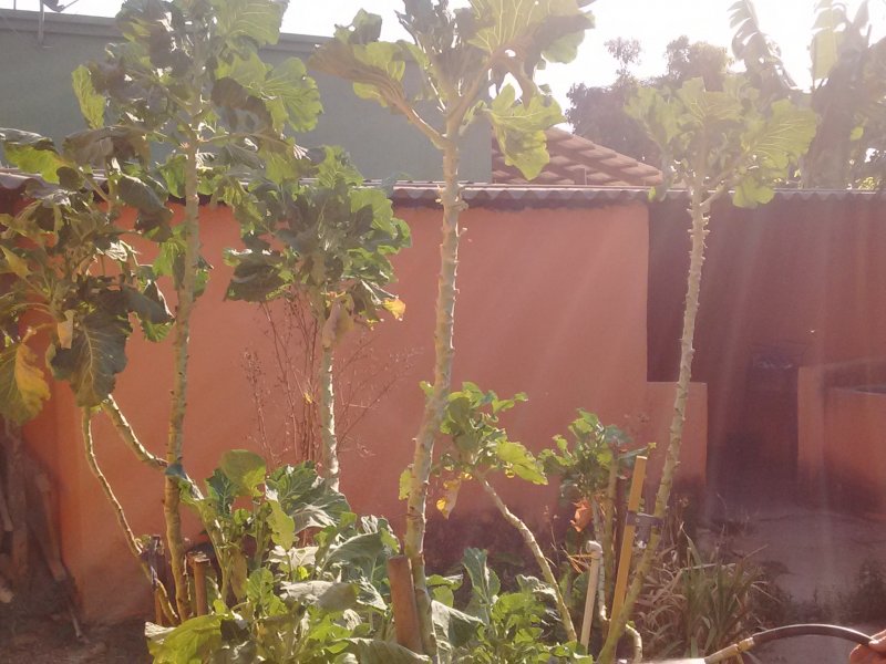 Casa à venda Recanto Verde com 750m² e 4 quartos por R$ 380.000 - 1593098513-tudo-030.jpg