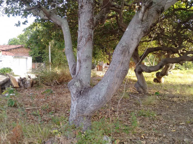 Sítio à venda Lagoa Sapiranga (Coité) com 13471m² e 1 quarto por R$ 1.500.000 - 1329061683-22552935-1890382451278885-8041369168972526687-o.jpg