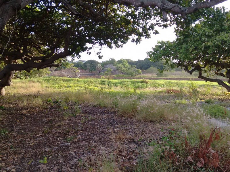 Sítio à venda Lagoa Sapiranga (Coité) com 13471m² e 1 quarto por R$ 1.500.000 - 964193413-23406134-1890382271278903-6294220652857626767-o.jpg