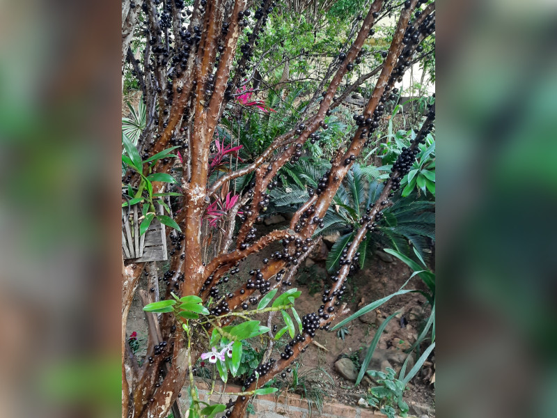 imóvel com 703m² - Paciência - Sabara